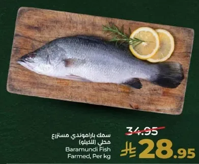 سمك باراموندي مستزرع محلي (الكنعد)