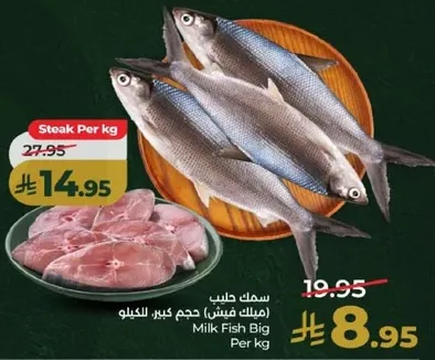 سمك طازج، حجم كبير.