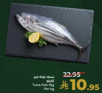 سمك تونه كبير