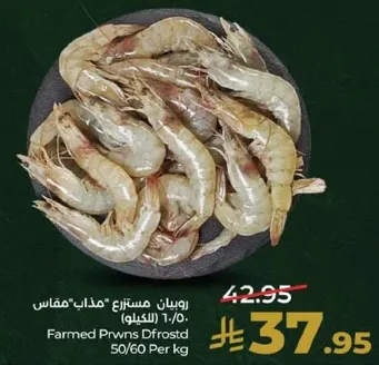 روبيان مستزرع *مذاب* 50/60 (الكيلو)