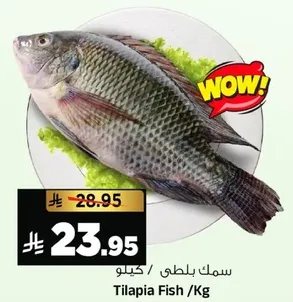 سمك بلطي / كيلو