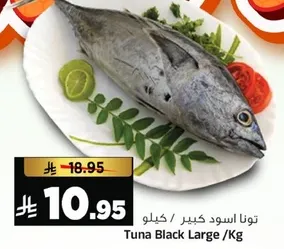 توناسود كبير /كيلو