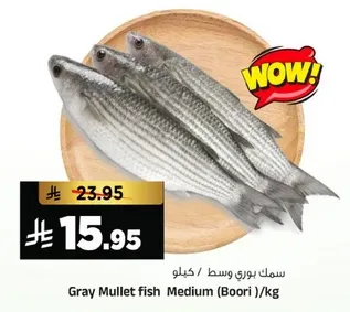 سمك بوري وسط /كيلو