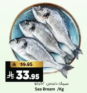 سمك دنيس /كيلو