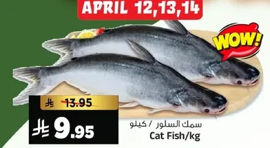 سمك السلور / كيلو