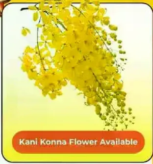 زهره كاني كوننا متاحه