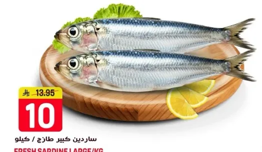 سردين كبير طازج.