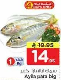 سمك التونه الكبير.