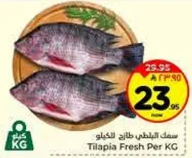 سمك البلطي طازج بالكيلو