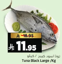 توناسود كبير /كيلو