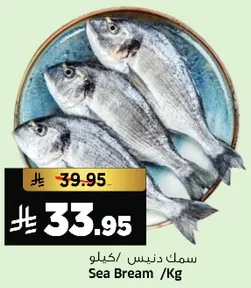 سمك دنيس /كيلو