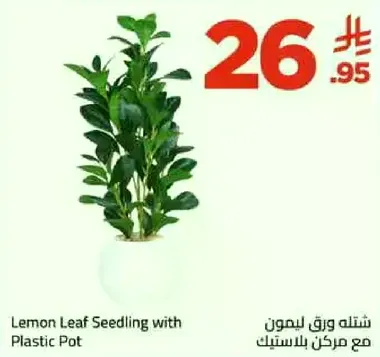 Lemon Leaf Seedling with Plastic Pot