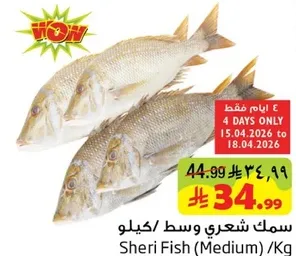 سمك شعري وسط كيلو