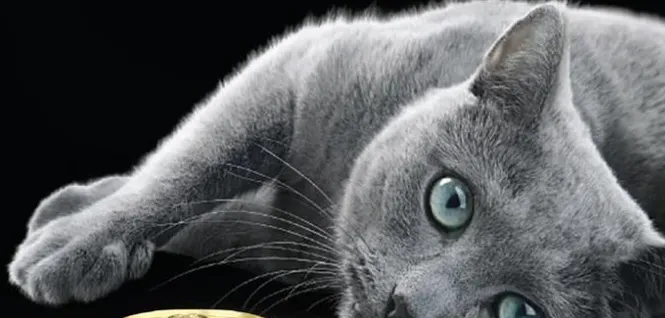 A playful cat with a shiny coat, engaging with a toy.