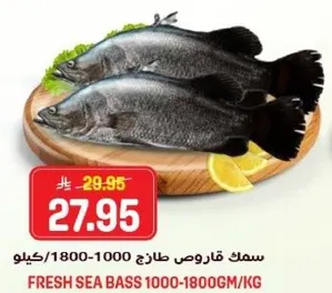 سمك قاروص طازج 1000-1800 كيلو