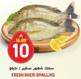 سمك شيري صغير / كيلو