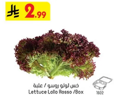 خس لولو روسو /علبه