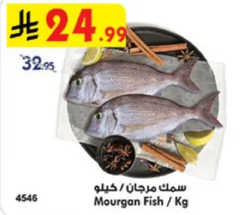 سمك مرجان / كيلو