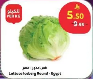 خس مدور - مصر