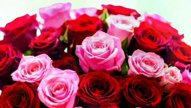 ترتيب جميل من الورود الحمراء والورديه.