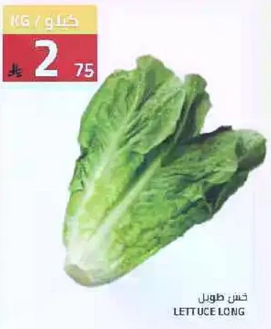 Long lettuce
