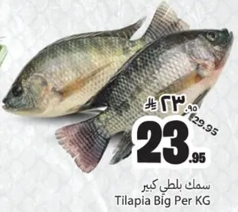 سمك بلطي كبير