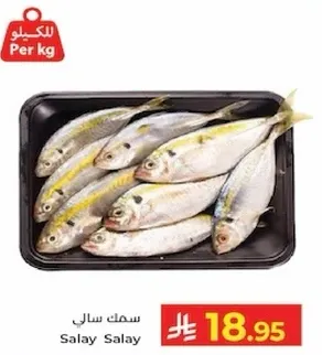 سمك سالي، طازج وجاهز للطهي.