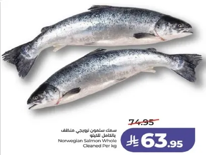 سمك سالمون نرويجي منظف