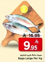 سمك باقه كبير للكيلو