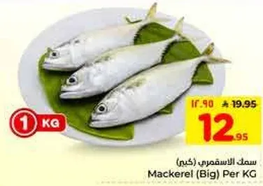 سمك الاسقمري (كبير) لكل كيلو