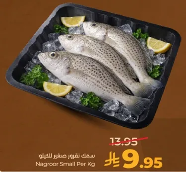 سمك نقرور صغير للكغ