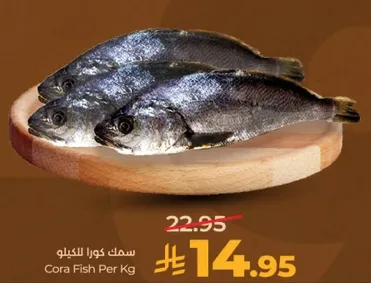 سمك كورا للكيلو