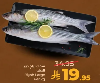 سمك بياح كبير للكيلو