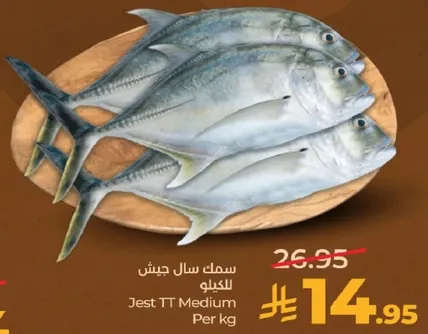 سمك سال جيس للكيلو