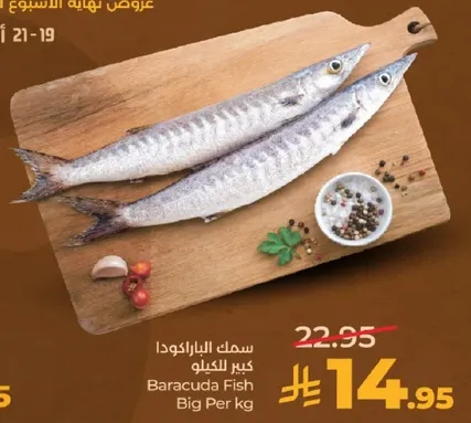 سمك البراكودا كبير الكيلو