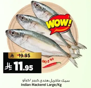 سمك ماكريل هندي كبير/كيلو