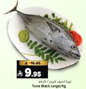 توناسود كبير / كيلو