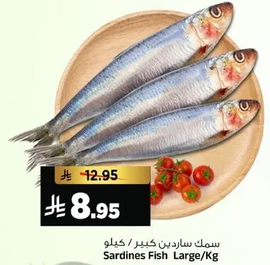 سمك ساردين كبير / كيلو