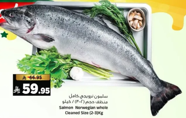 سلمون نرويجي كامل منظف حجم (2-3) كيلو