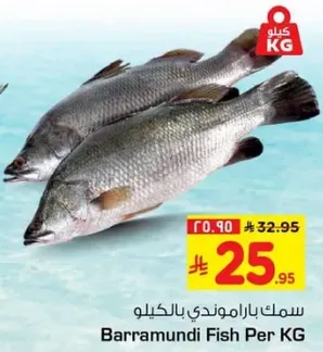 سمك باراموندي بالكيلو