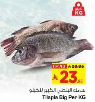 سمك البلطي الكبير للكيلو