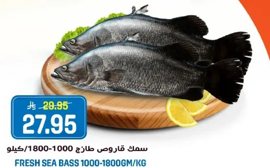 سمك قاروص طازج 1000-1800 جرام/كيلو