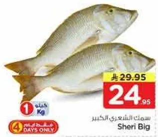 سمك الشيري الكبير.