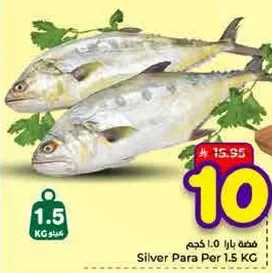 فضه بارا 1.0 كجم