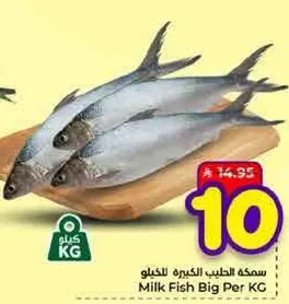 سمكه الحليب الكبيره للكيلو