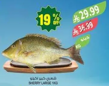 سمكه شيري كبيره 1 كجم