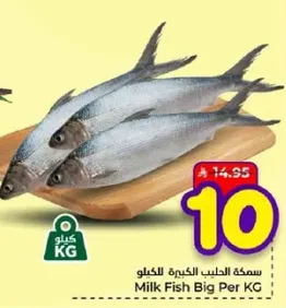 سمكه الطيب الكبيره للكيلو