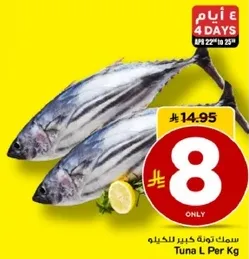 سمك تونه كبير للخياطه.