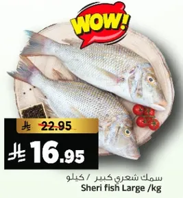 سمك شعري كبير /كيلو