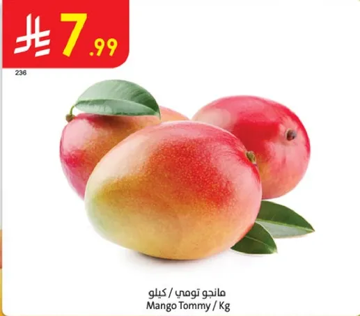 مانجو تومي / كيلو